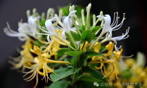 金荆的功效及图片-草药金蜈松的功能主治网金蜈蚣草知识网站,分享一朵云草药功能主治大全